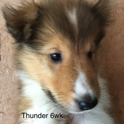 Thunder 6WK Thunder 6WK